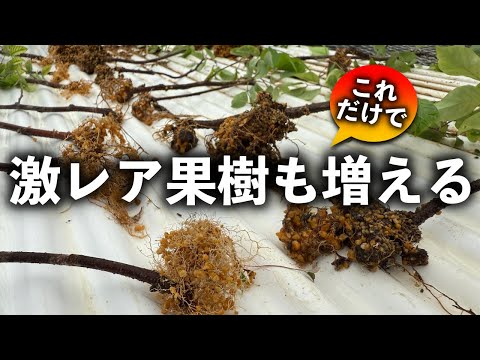 挿すだけで激レア果樹を爆増させよう!!!!!