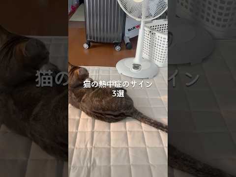 猫の動画サムネイル - 猫の熱中症サイン3選 #猫 #ねこ #猫のいる暮らし #ねこのいる生活 #保護猫 #猫動画 #猫好きさんと繋がりたい #猫のいる生活 #猫好き #猫との暮らし #ねこ動画 VOICEVOX:ずんだもん