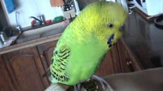 Әйелдер ерлердің аузына спермы онлайн видео