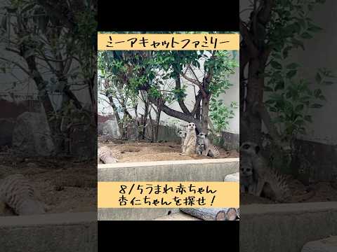 ミーアキャットの赤ちゃん杏仁ちゃんのかわいい成長記録 サムネイル