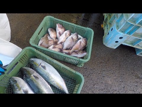 青物連発だけじゃ終わらない！タイもシマアジも量産する！【じゃのひれ】釣ガチ海上釣堀#216