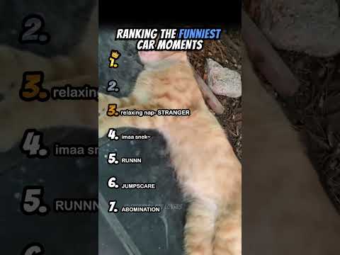 Ranking Funniest Moments Cats Part 9 #shorts #catshort #catrank #ranking