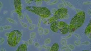 Euglena Gracilis Youtube