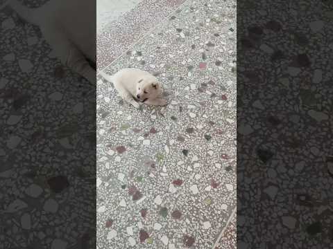 Pudding Can Walk Now! #threelegsdog🐾 ❤️🥹🥹#dog #cute