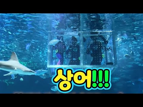 상어 VS 앨리스 ㅋㅋㅋ 상어 먹이주러 갔다가 상어밥 될 뻔 ?? ㅋㅋ 아쿠아리움 24시간 살기 ㅋㅋㅋ