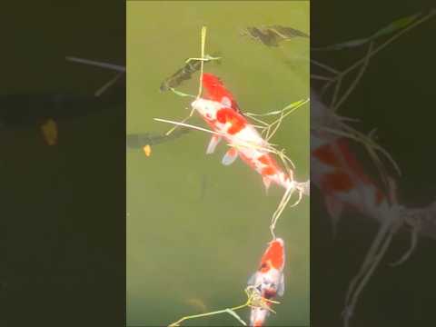 Oh my god! Herbal feast?  Koi started eating grass! 草本大餐？公司的锦鲤竟然吃起草来了