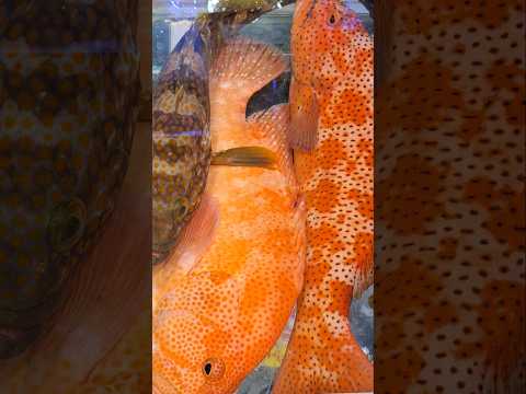 Coral Trout/Benjie Gonzales tv
