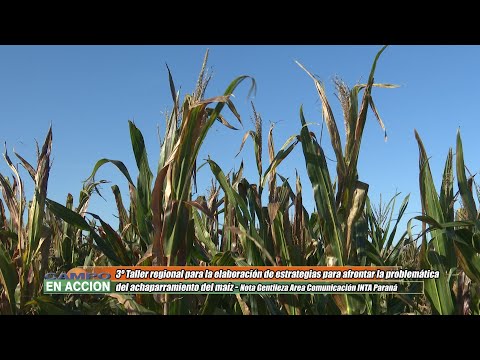 Eduardo Trumper - Coord. Programa de Protección Vegetal de INTA - Tercer Taller Regional sobre el achaparramiento del maíz