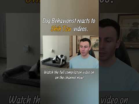 Dog trainer reacts to Shih Tzu dog TikToks part 3.