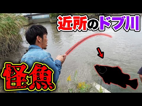 横兄と近所のドブ川に行ったら突如怪魚が...!!
