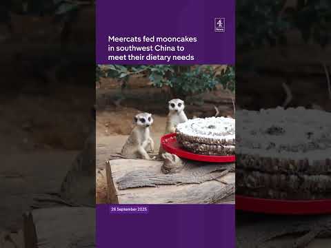Meercats fed mooncakes in southwest China