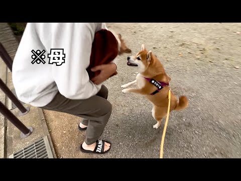 我が子のように育てた柴犬を実家の家族に会わせた結果