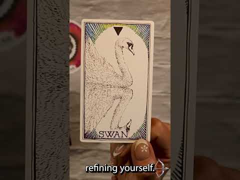 What's Next in Love Love?? Tarot #tarot #pickacard