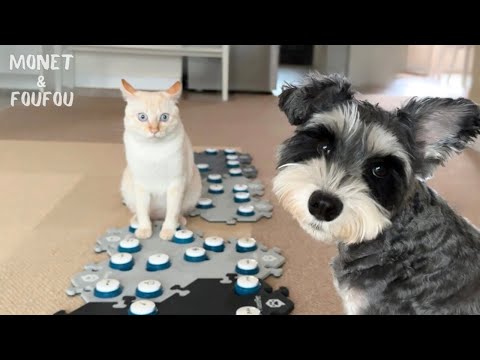 【本当に猫？】病気の犬に言った“2つの言葉”が人間すぎた