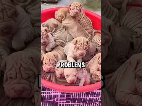 “Unusual Dog Breeds You’ve Never Seen Before (The Last One Looks Unreal!)” #animals