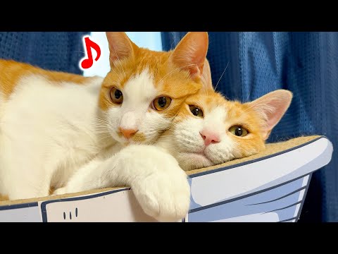 【神】大好きな親代わりの猫と一緒に寝られて、ゴロゴロが止まらない子猫が可愛すぎました…!