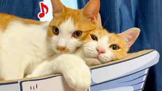 動画サムネイル