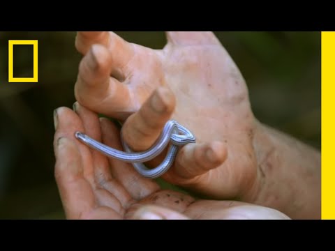 Encountering a Blind Worm Snake | Primal Survivor: Escape the Amazon