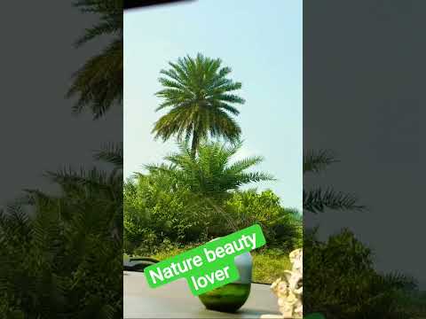 #nature lover#car view #ytshorts #shortvideo