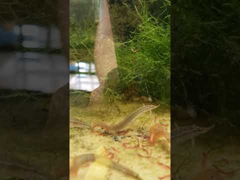 Blood Worm Party! Redtail Eels Eating #shorts
