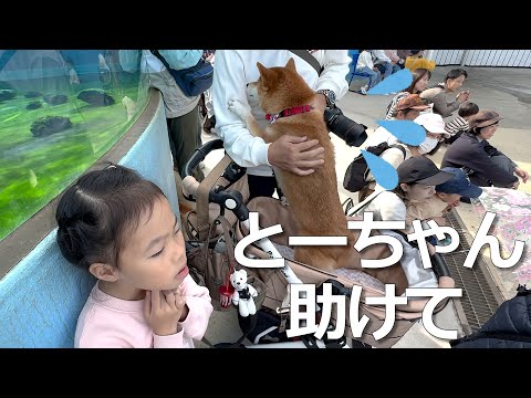 水族館に行ったら柴犬がまさかのアレにビビりまくってたw【高松旅 vol.4 最終回】