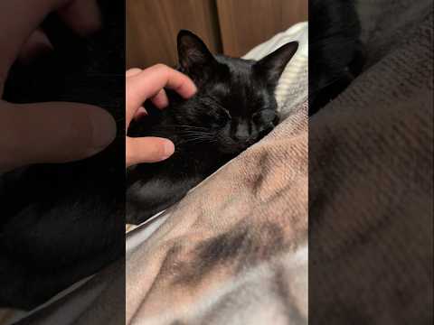 しっとりする黒猫😺 - Cute Cats - #shorts #cat