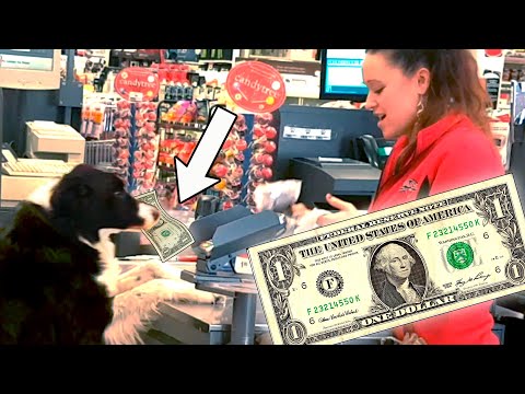 Smarty Dogs | Funny Dog Video Compilation 2017 - UCPIvT-zcQl2H0vabdXJGcpg