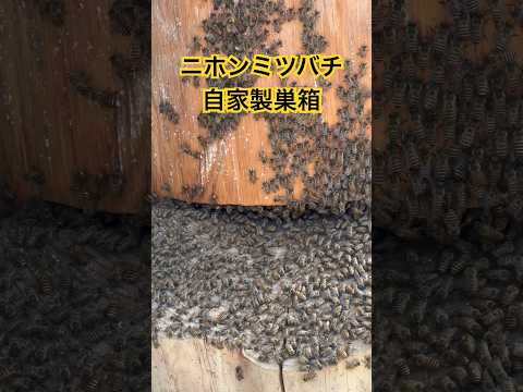 ニホンミツバチ自家製巣箱　Handmade beehive #みつばち #巣箱　#養蜂