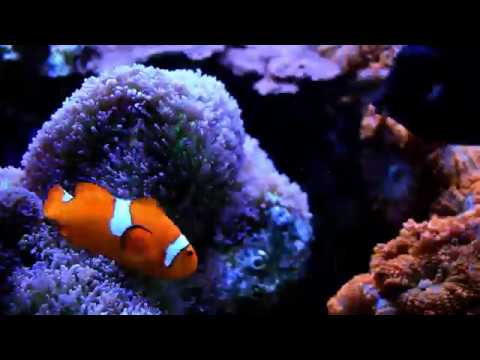 Clowning around with Christmas carols and corals ( A fun christmas video that was made for Alpine Koi & Reef in 2017.