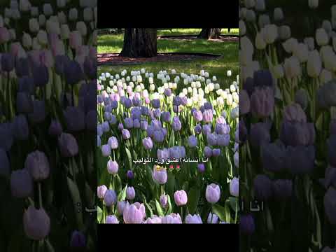 #ريال_مدريد #اكسبلور #لايك 🌷🎀