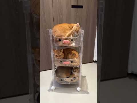 Yang terlalu berat gak dapat tempat tidur