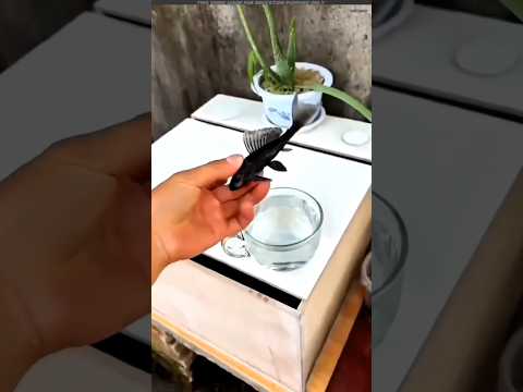 This is the world most Strange fish #shorts #short #trending #viralshorts #facts #reels