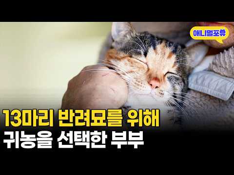 집 전체가 거대 캣타워! 13마리 반려묘들과 함께하는 시골 라이프ㅣKBS 반려동물 극장 240128 방송