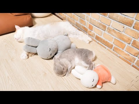 川の字でなかよくお昼寝して、起きたらオヤツタイム・・・生活スタイルが完全に幼稚園児のうさぎと猫