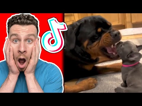 ROTTWEILER dog TikToks that will melt your heart. Dog trainer reacts!