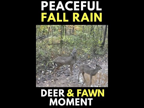 Relax in Nature | Peaceful Fall Morning with Deer, Rain & Birds Singing #wildlife