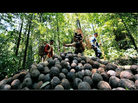 Amazing Jungle Nuts Harvesting - Amazon Nuts processing in Factory