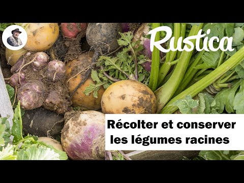 Récolter et conserver les légumes racines d'hiver