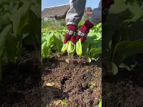 Cải Rạng Đông #hatgiongrangdong #rangdongseeds