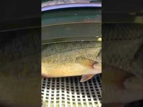 black bass #صيد_السمك_بالقصبة #fishing_with_casbah #صيد_السمك #blackbassfishing #fishing #fish