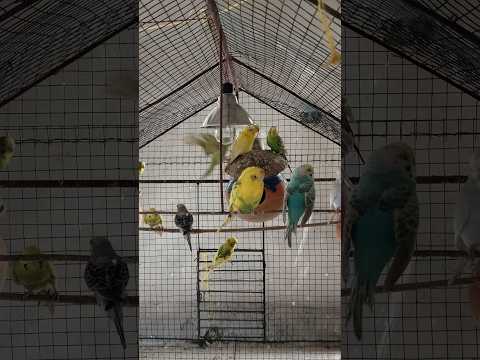 Cute Budgies Bird Colony ♥️😍 #pets #birds #budgies #cute #colony