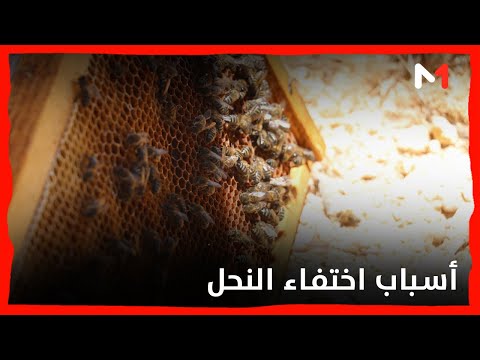 روبورتاج .. ظاهرة اختفاء النحل من المناحل ببعض المناطق بالمغرب