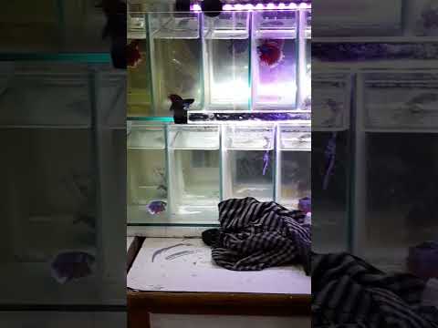 High quality full moon betta fish|| #shorts #beta #shortvideo
