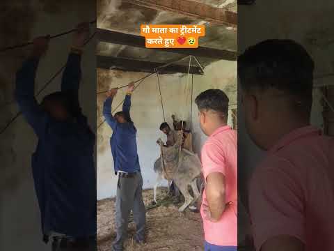 गौ माता का ट्रीटमेंट करते हुए ❤️🥹 #गौमाता #cow #गौभक्त #gaumata #indiancow #रामराज्य #सनातनधर्म 🚩🚩