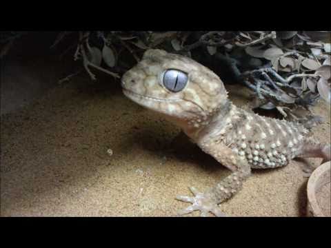 Geckos VS Worms