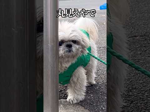 気まぐれシーズー犬に翻弄される毎日