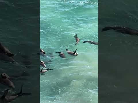 The Beautiful Sea in Southern California