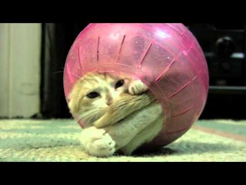 KITTEN in Hamster Ball stuck in the middle