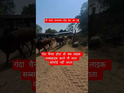 गौ माता अचानक दौड़ कर आ गई #13million #cow #motivation #100millon #gaumata