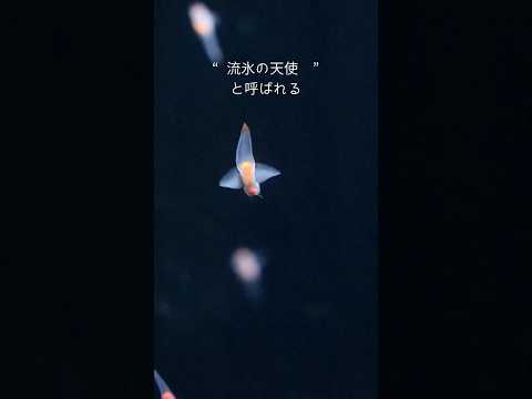 猫の動画サムネイル - 【クリオネ】流氷の天使【サンシャイン水族館】#shorts #水族館